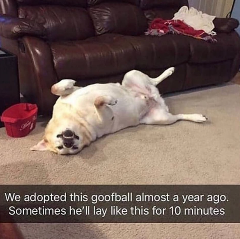 We adopted this goofball almost a year ago. Sometimes he'll lay like this for 10 minutes