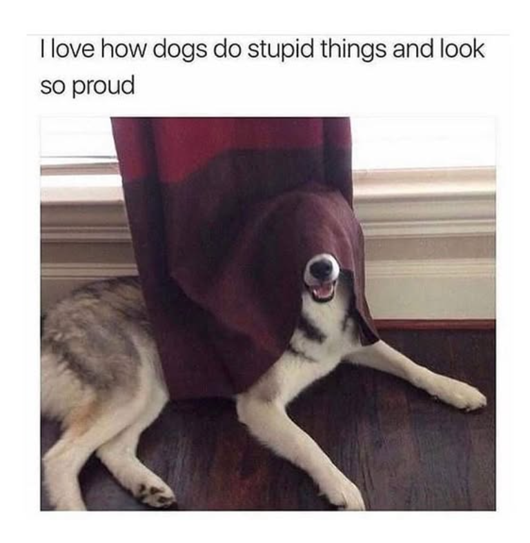 I love how dogs do stupid things and look so proud