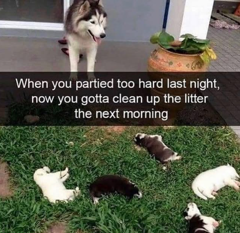 When you partied too hard last night, now you gotta clean up the litter the next morning
