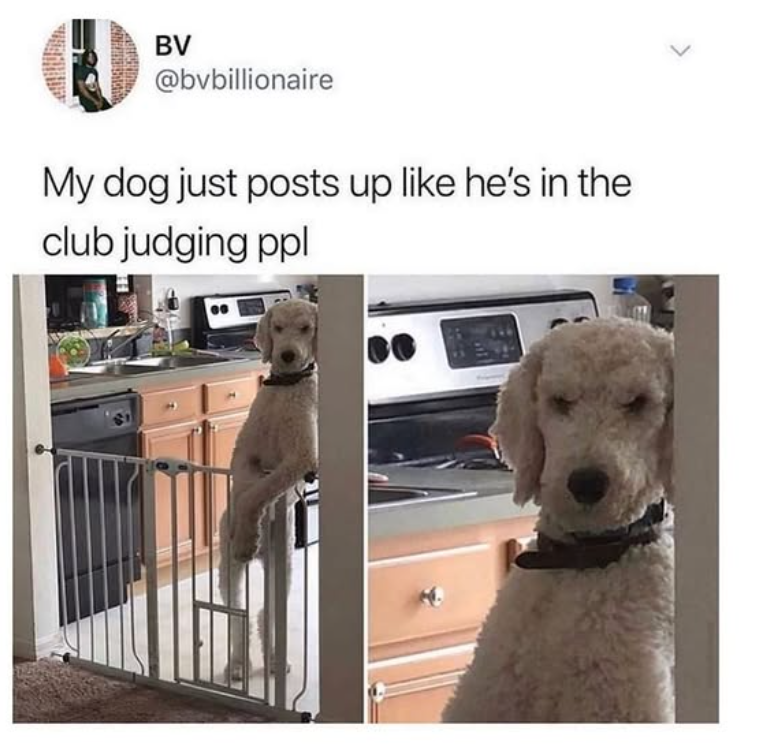 BV @bvbillionaire My dog just posts up like he's in the club judging ppl L