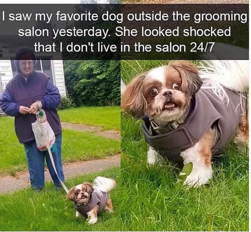 I saw my favorite dog outside the grooming salon yesterday. She looked shocked that I don't live in the salon 24/7