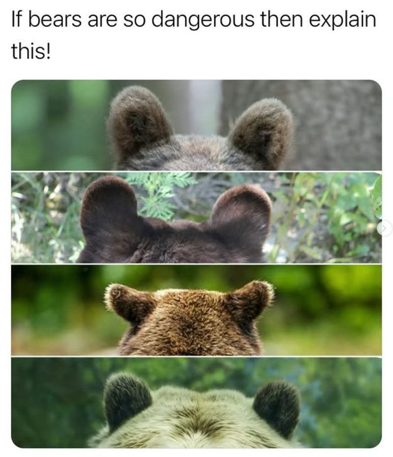 If bears are so dangerous then explain this!