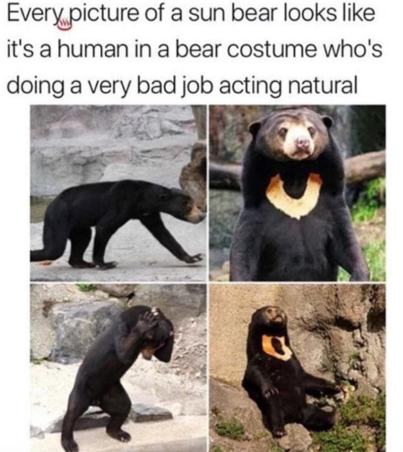 Every picture of a sun bear looks like it's a human in a bear costume who's doing a very bad job acting natural
