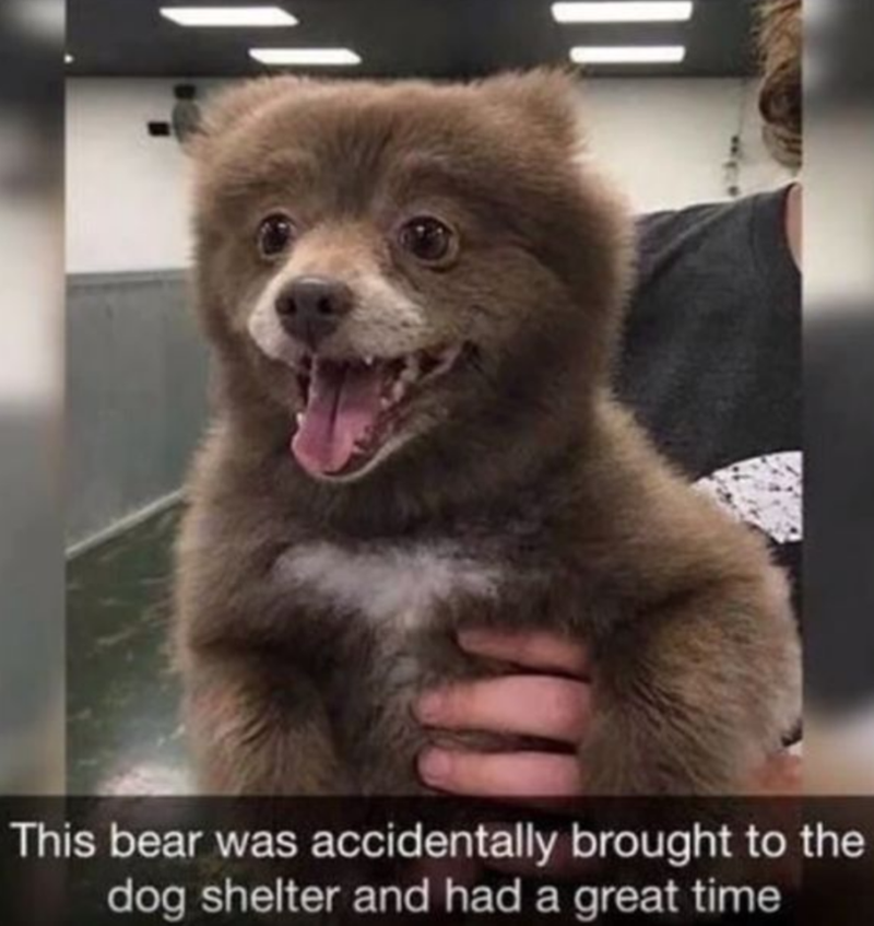 This bear was accidentally brought to the dog shelter and had a great time