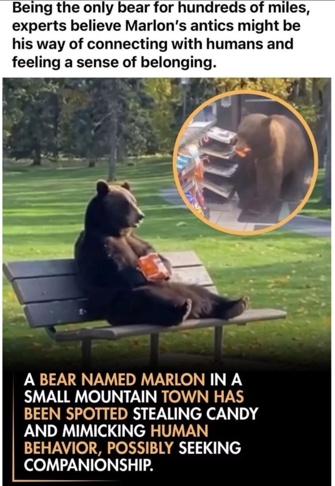 Being the only bear for hundreds of miles, experts believe Marlon's antics might be his way of connecting with humans and feeling a sense of belonging. A BEAR NAMED MARLON IN A SMALL MOUNTAIN TOWN HAS BEEN SPOTTED STEALING CANDY AND MIMICKING HUMAN BEHAVIOR, POSSIBLY SEEKING COMPANIONSHIP.