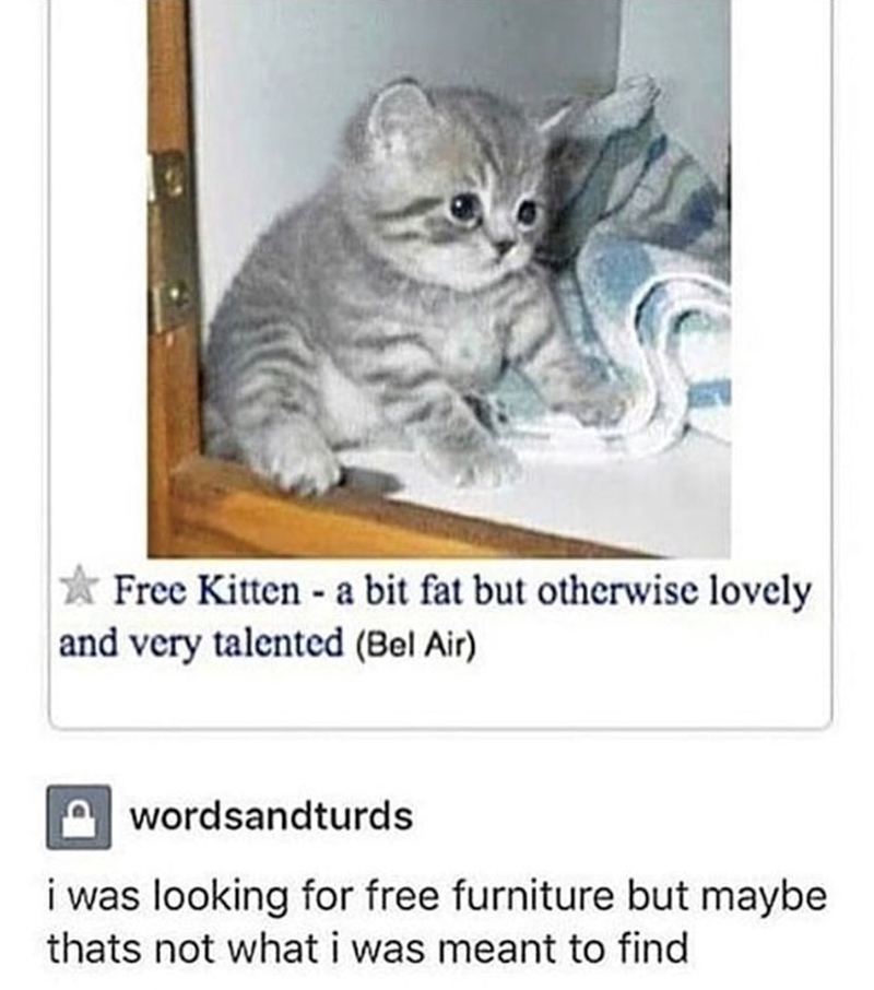 Free Kitten a bit fat but otherwise lovely - and very talented (Bel Air) wordsandturds i was looking for free furniture but maybe thats not what i was meant to find