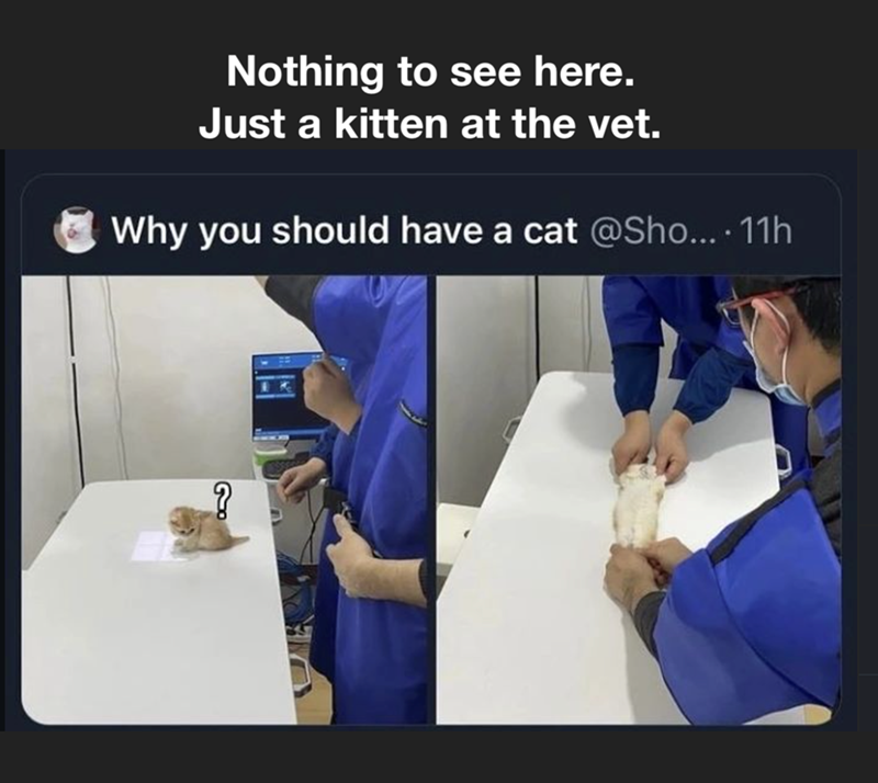 Nothing to see here. Just a kitten at the vet. Why you should have a cat @Sho.... 11h ?