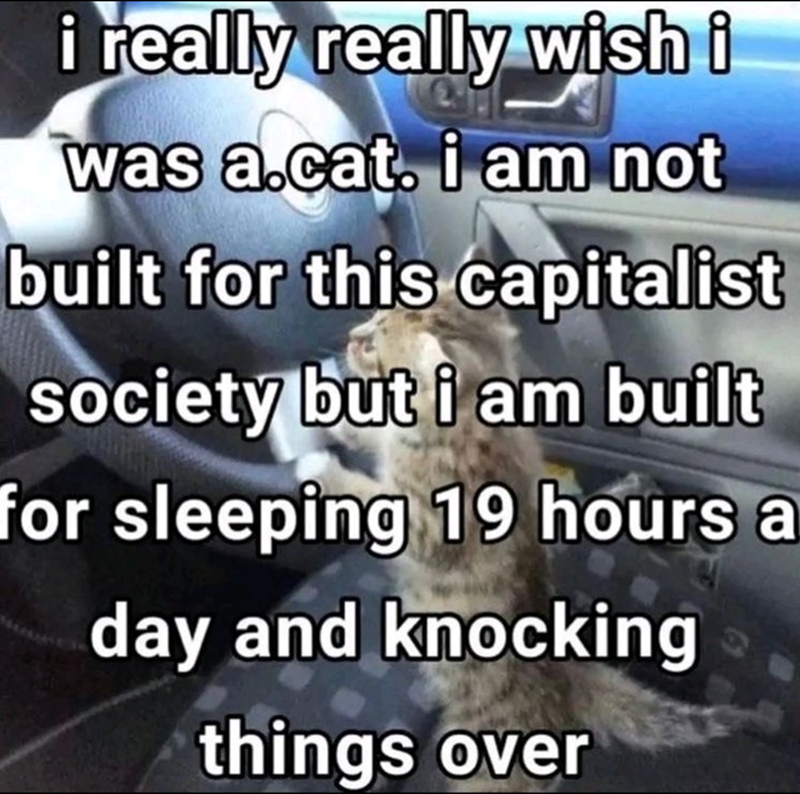 i really really wish i was a.cat. i am not built for this capitalist society but i am built for sleeping 19 hours a day and knocking things over