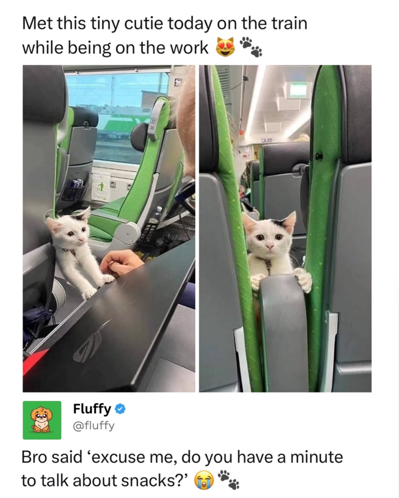 Met this tiny cutie today on the train while being on the work Fluffy @fluffy Bro said 'excuse me, do you have a minute to talk about snacks?'