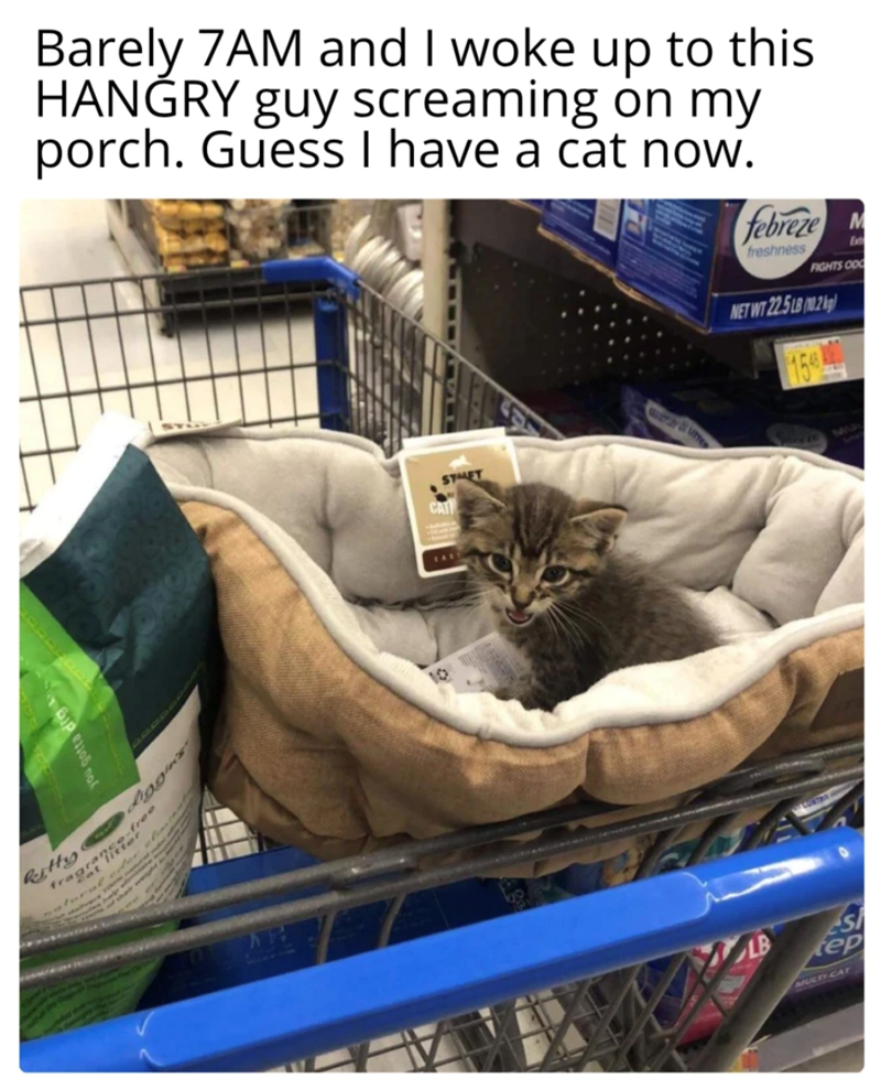 Barely 7AM and I woke up to this HANGRY guy screaming on my porch. Guess I have a cat now. febreze M freshness FIGHTS OD NET WT 22.5LB 0.2kg) Ext Ritty diggin -free fragritter STMET CAT EAS S tep MULTI-CAT 154