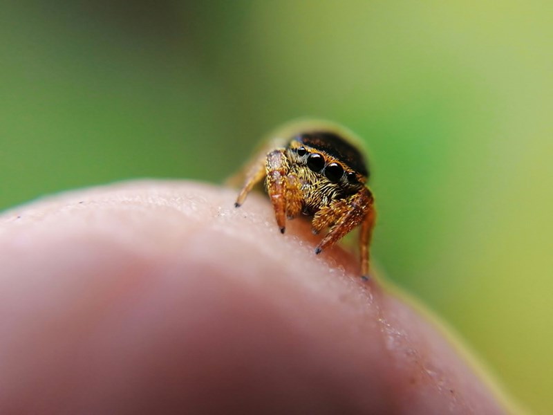 Baby tarantula resting on a human's finger.