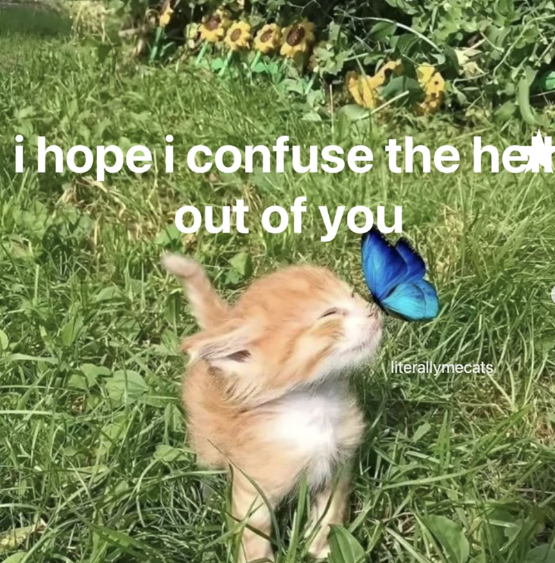 i hope i confuse the he out of you literallymecats