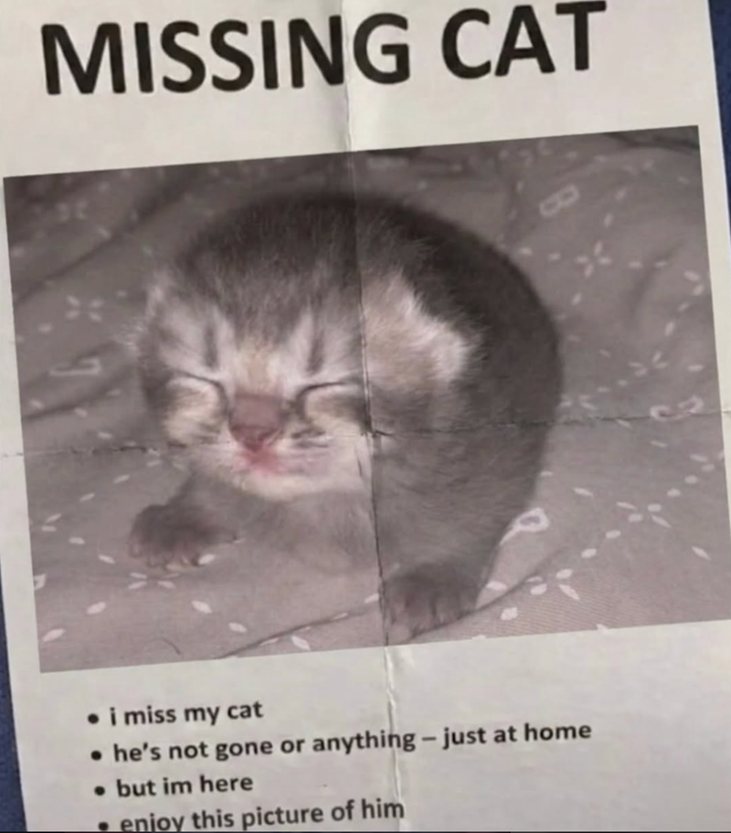 MISSING CAT • i miss my cat • he's not gone or anything - just at home • but im here • enjoy this picture of him