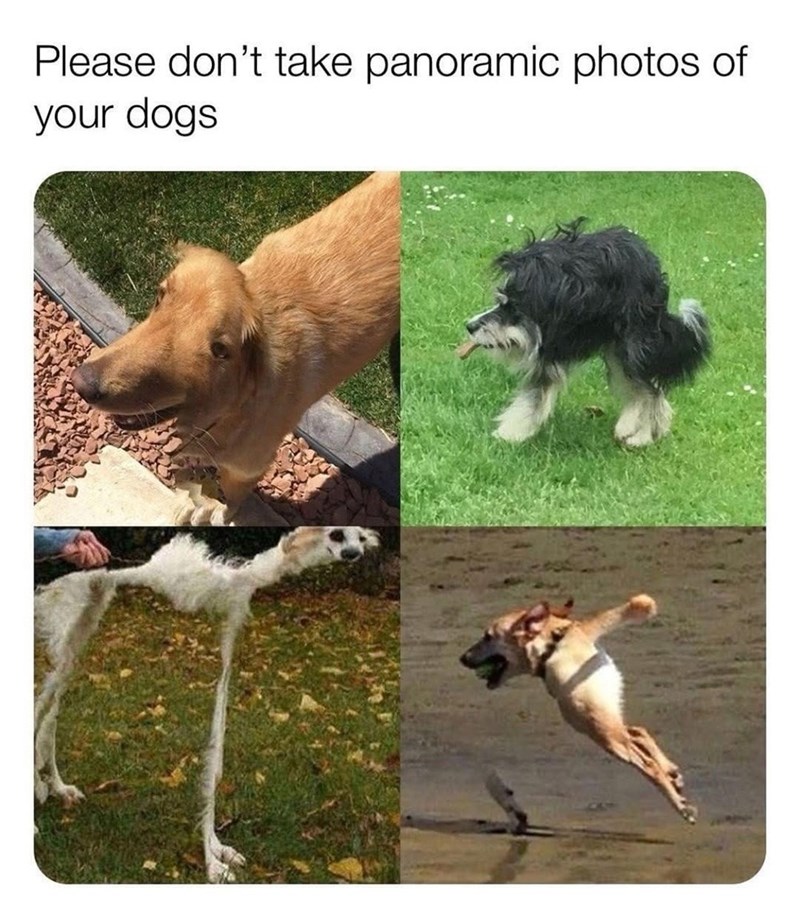 Please don't take panoramic photos of your dogs