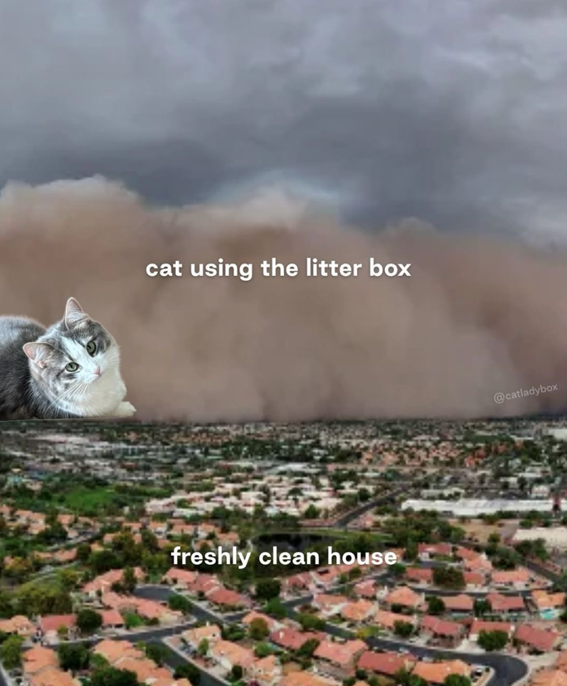 cat using the litter box freshly clean house @catladybox