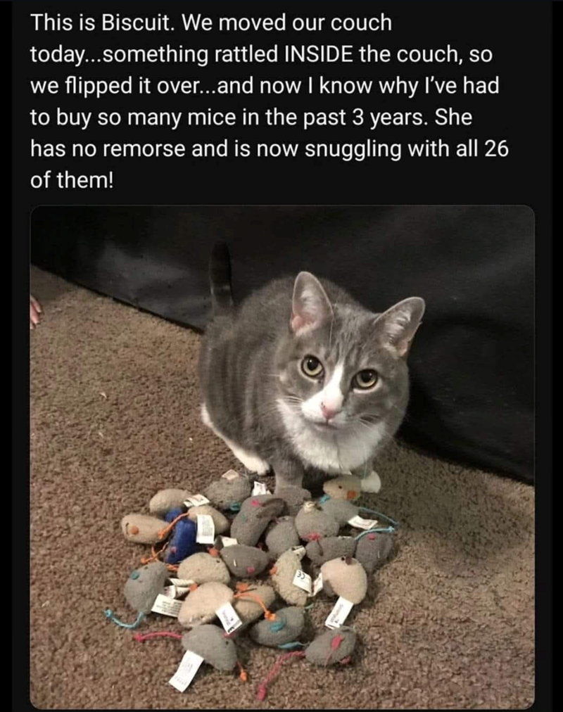 This is Biscuit. We moved our couch today...something rattled INSIDE the couch, so we flipped it over...and now I know why I've had to buy so many mice in the past 3 years. She has no remorse and is now snuggling with all 26 of them!