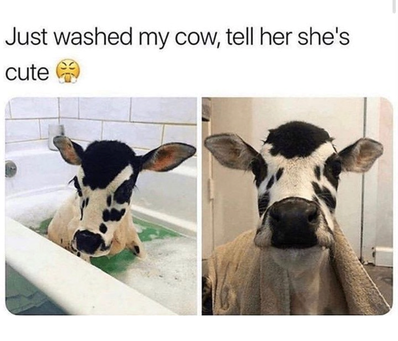 Just washed my cow, tell her she's cute