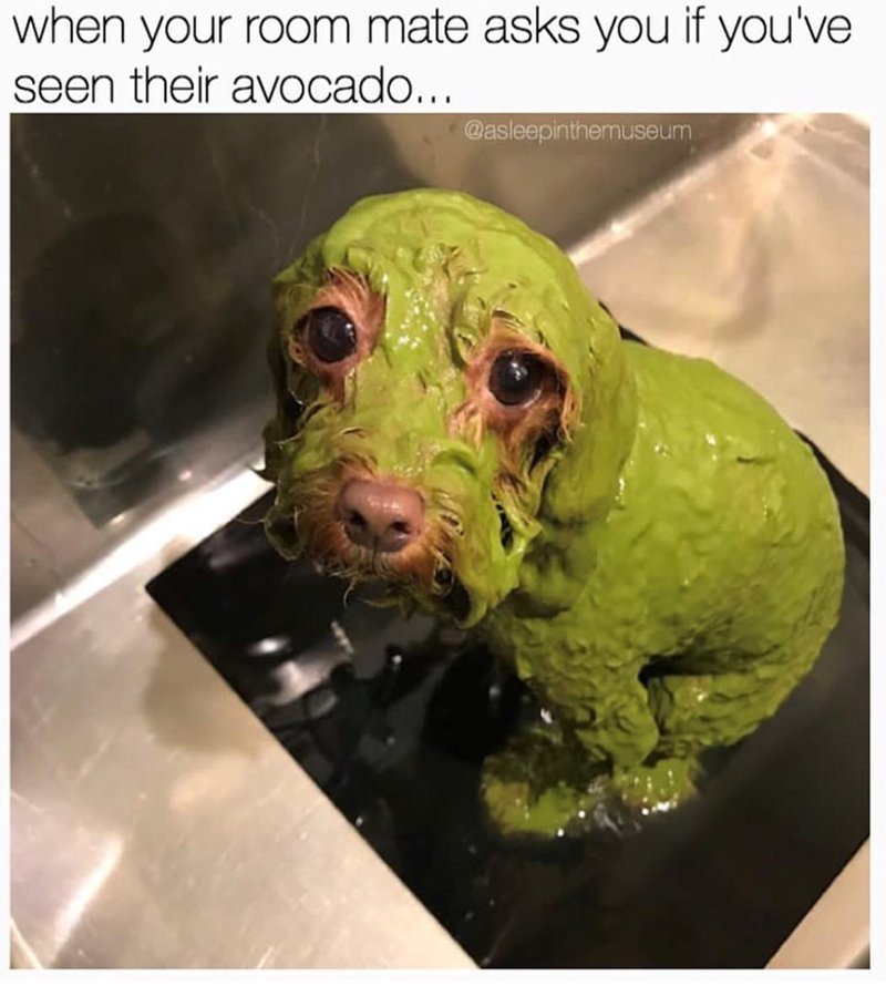 when your room mate asks you if you've seen their avocado... @asleepinthemuseum