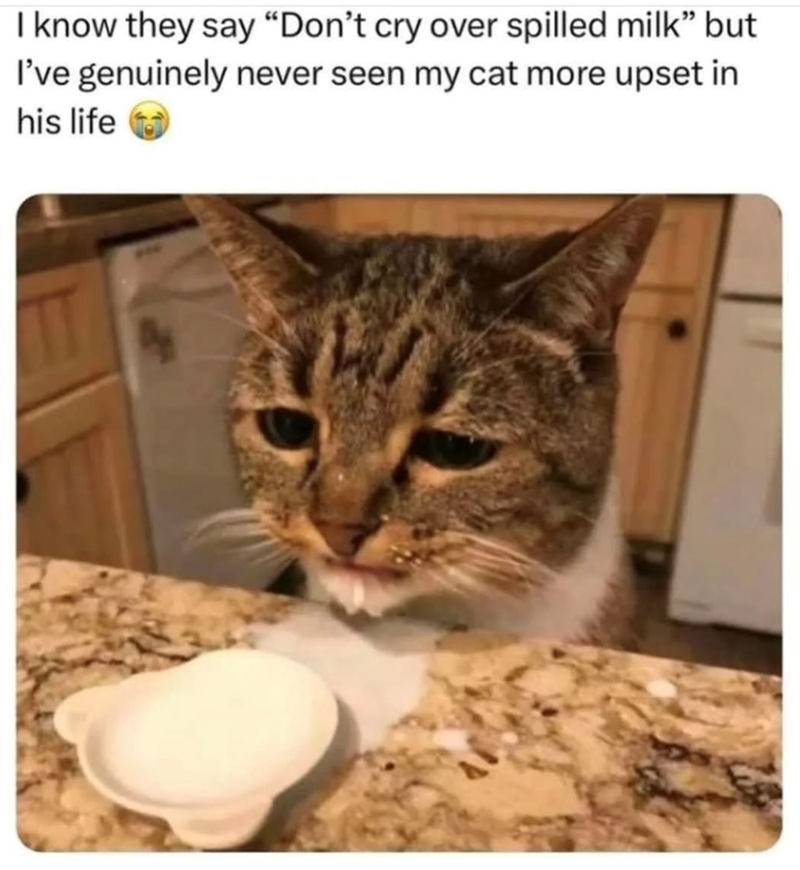 I know they say "Don't cry over spilled milk" but I've genuinely never seen my cat more upset in his life