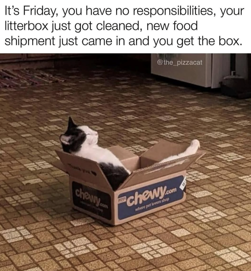 It's Friday, you have no responsibilities, your litterbox just got cleaned, new food shipment just came in and you get the box. @the_pizzacat chewy. MPO chewy.com where pet lovers shop