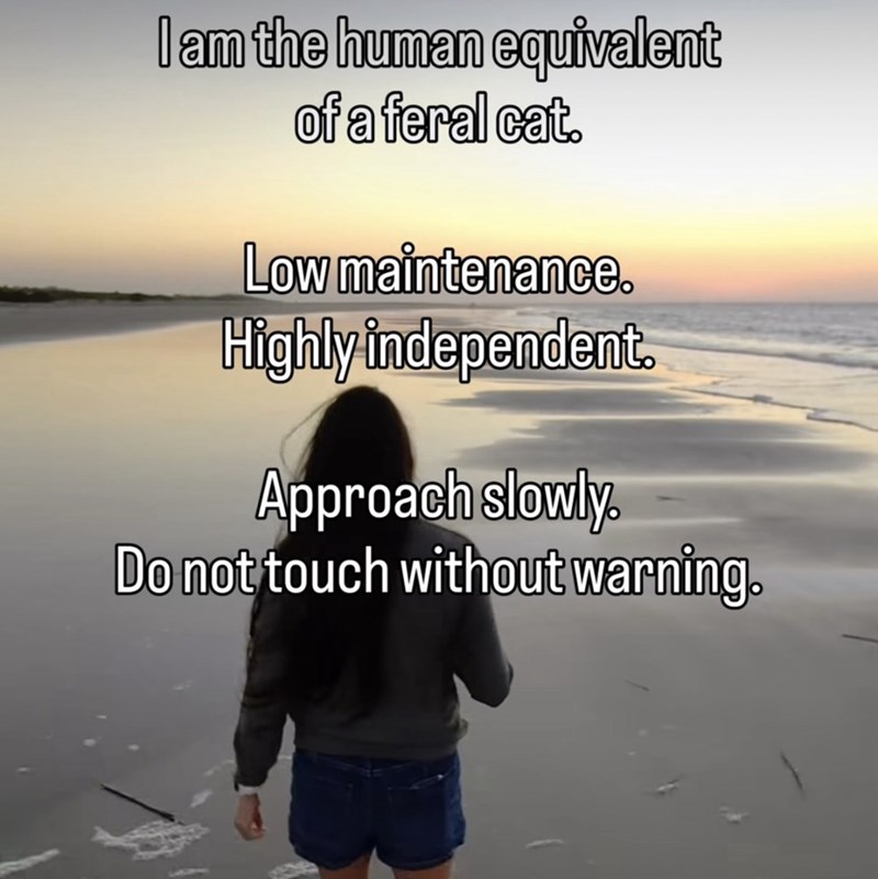 I am the human equivalent of a feral cat. Low maintenance. Highly independent. Approach slowly. Do not touch without warning.