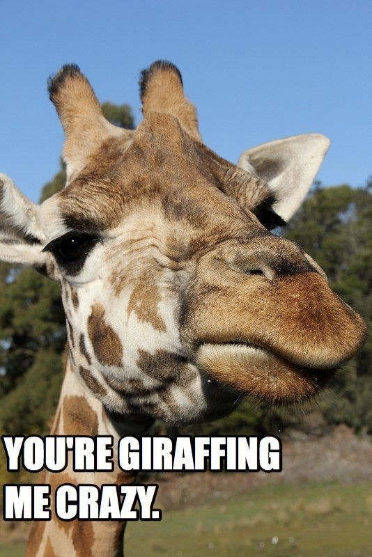 YOU'RE GIRAFFING ME CRAZY.