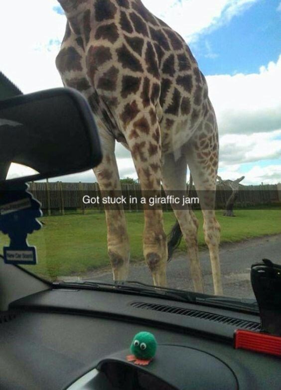 New Car Ser Got stuck in a giraffic jam