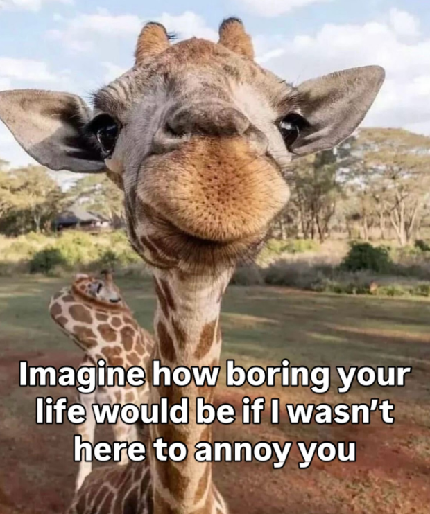 Imagine how boring your life would be if I wasn't here to annoy you