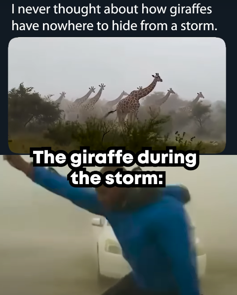 I never thought about how giraffes have nowhere to hide from a storm. The giraffe during the storm:|