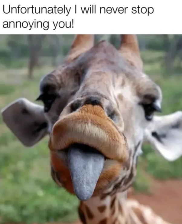 Unfortunately I will never stop. annoying you!
