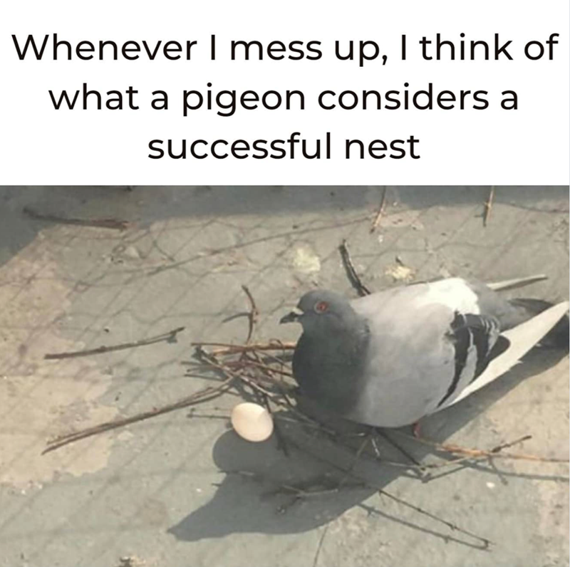 Whenever I mess up, I think of what a pigeon considers a successful nest