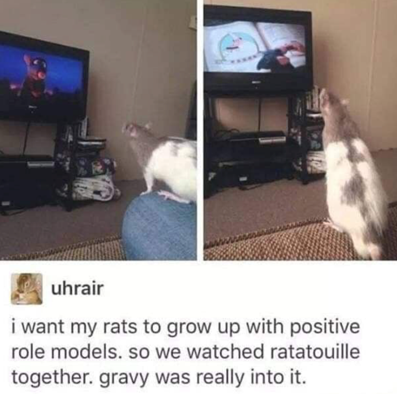 uhrair i want my rats to grow up with positive role models. so we watched ratatouille together. gravy was really into it.