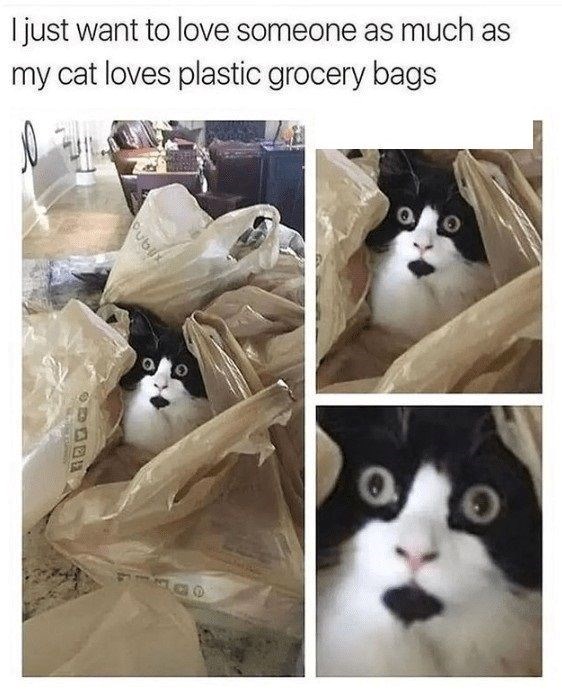 I just want to love someone as much as my cat loves plastic grocery bags Publix