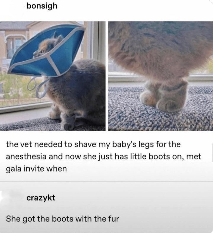bonsigh the vet needed to shave my baby's legs for the anesthesia and now she just has little boots on, met gala invite when crazykt She got the boots with the fur