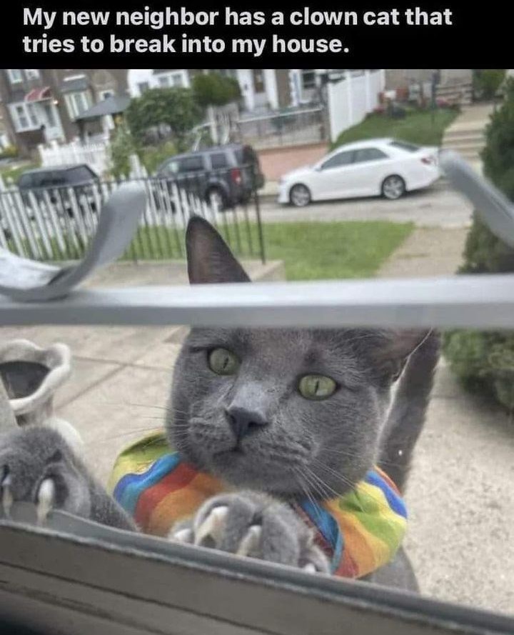 My new neighbor has a clown cat that tries to break into my house. 昕