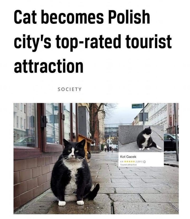 Cat becomes Polish city's top-rated tourist attraction SOCIETY Kot Gacek 4.9 ***** (1,001) O Tourist attraction