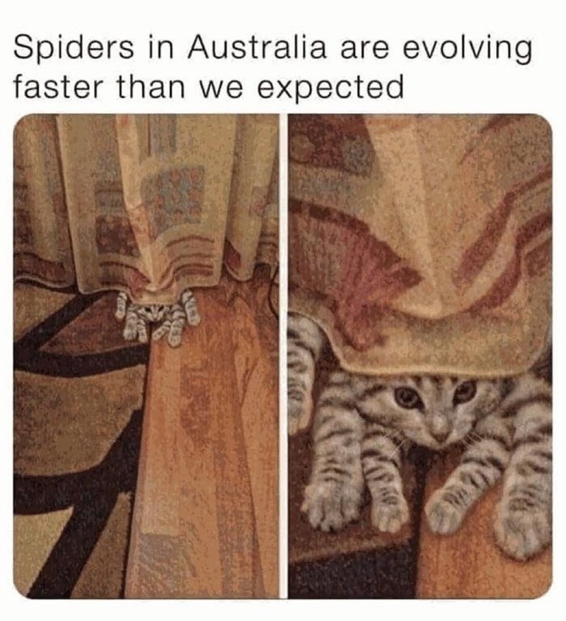 Spiders in Australia are evolving faster than we expected