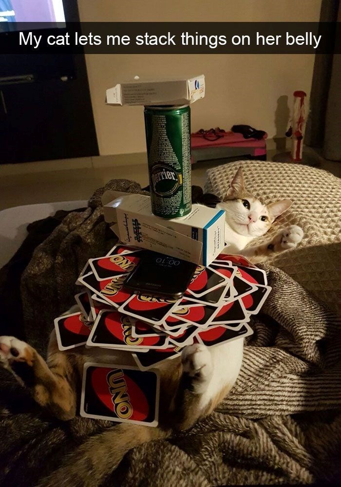 My cat lets me stack things on her belly بيناسين ON OL:00 UNO