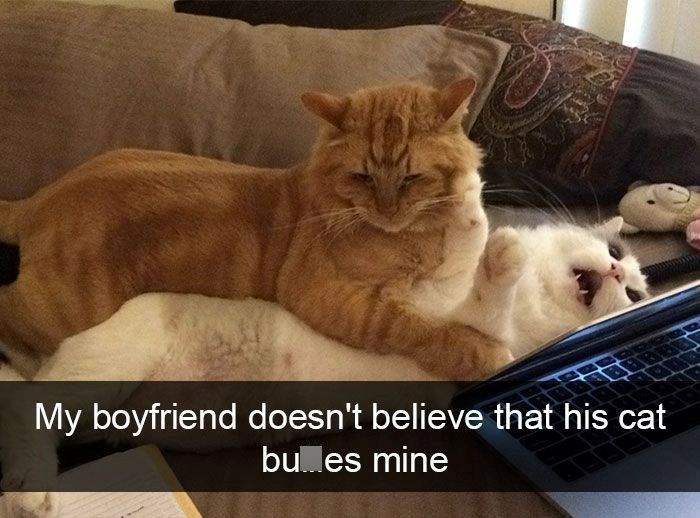 My boyfriend doesn't believe that his cat bu es mine