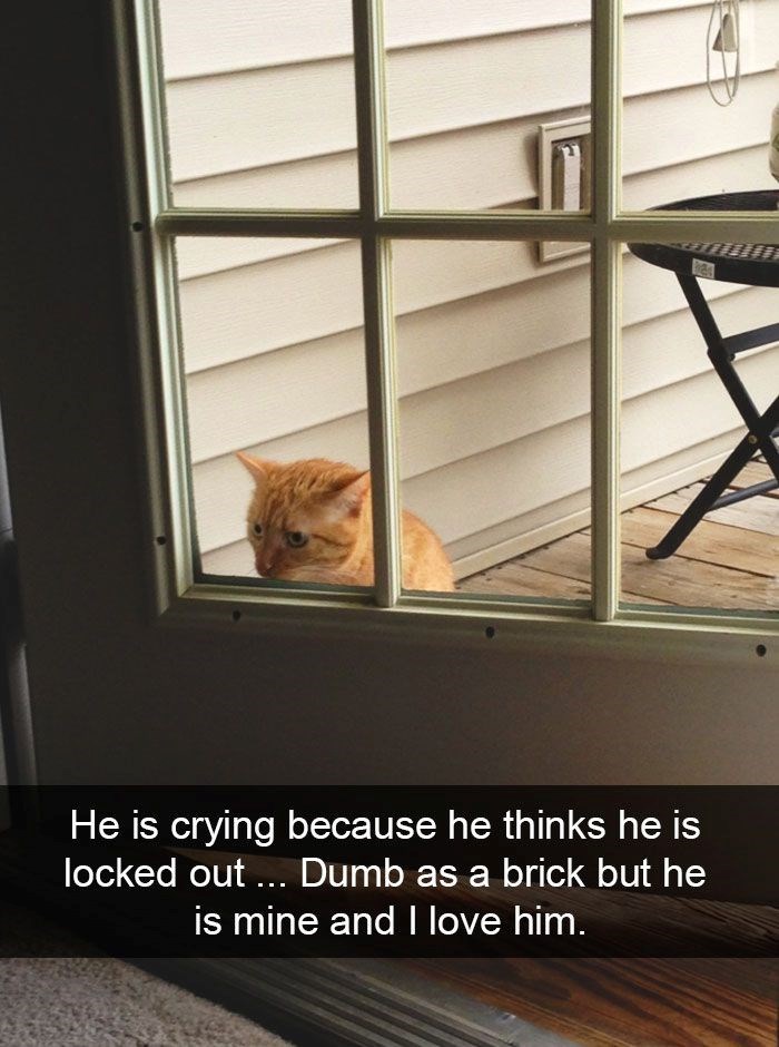 He is crying because he thinks he is locked out... Dumb as a brick but he is mine and I love him.