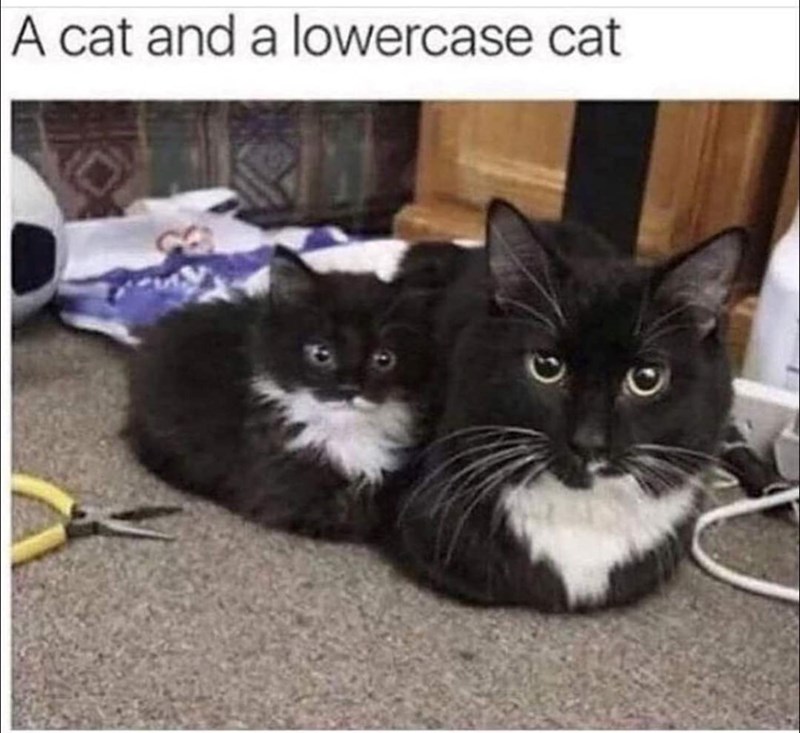 A cat and a lowercase cat