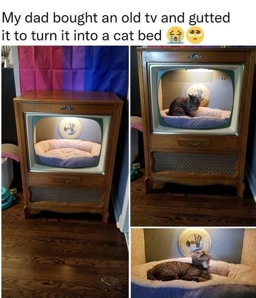 My dad bought an old tv and gutted it to turn it into a cat bed