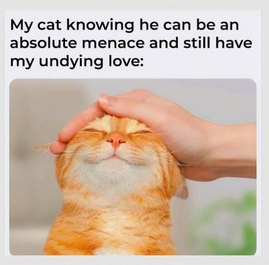 My cat knowing he can be an absolute menace and still have my undying love:
