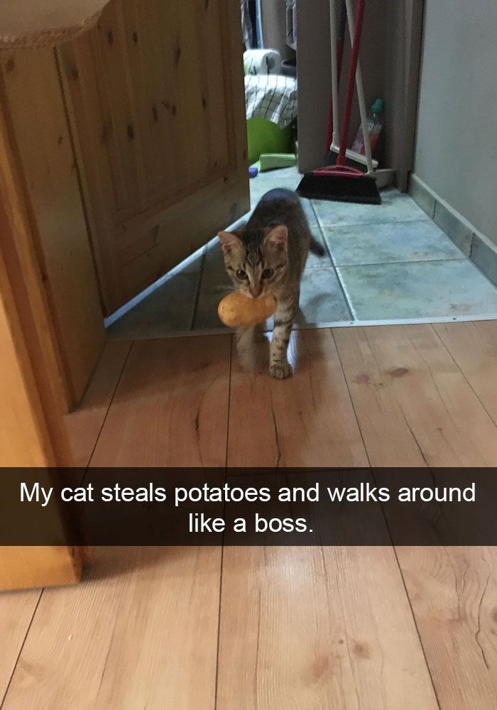 My cat steals potatoes and walks around like a boss.