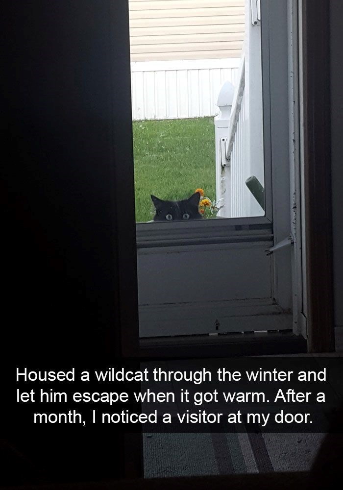 Housed a wildcat through the winter and let him escape when it got warm. After a month, I noticed a visitor at my door.