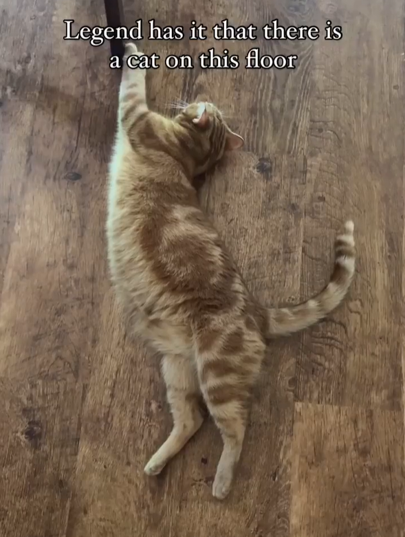 Legend has it that there is a cat on this floor