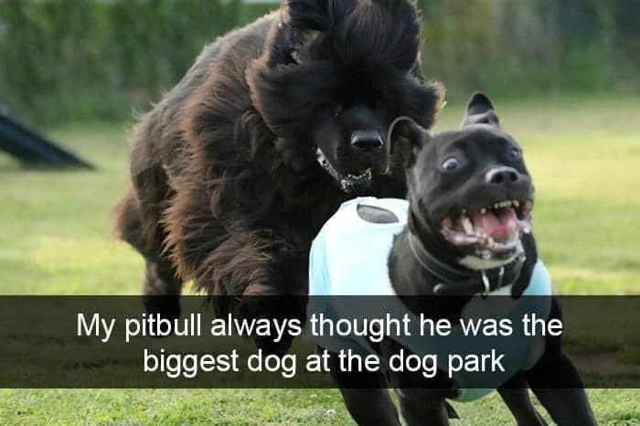 My pitbull always thought he was the biggest dog at the dog park