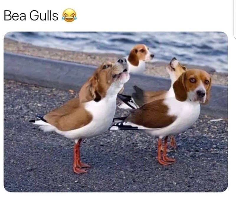 Bea Gulls 9