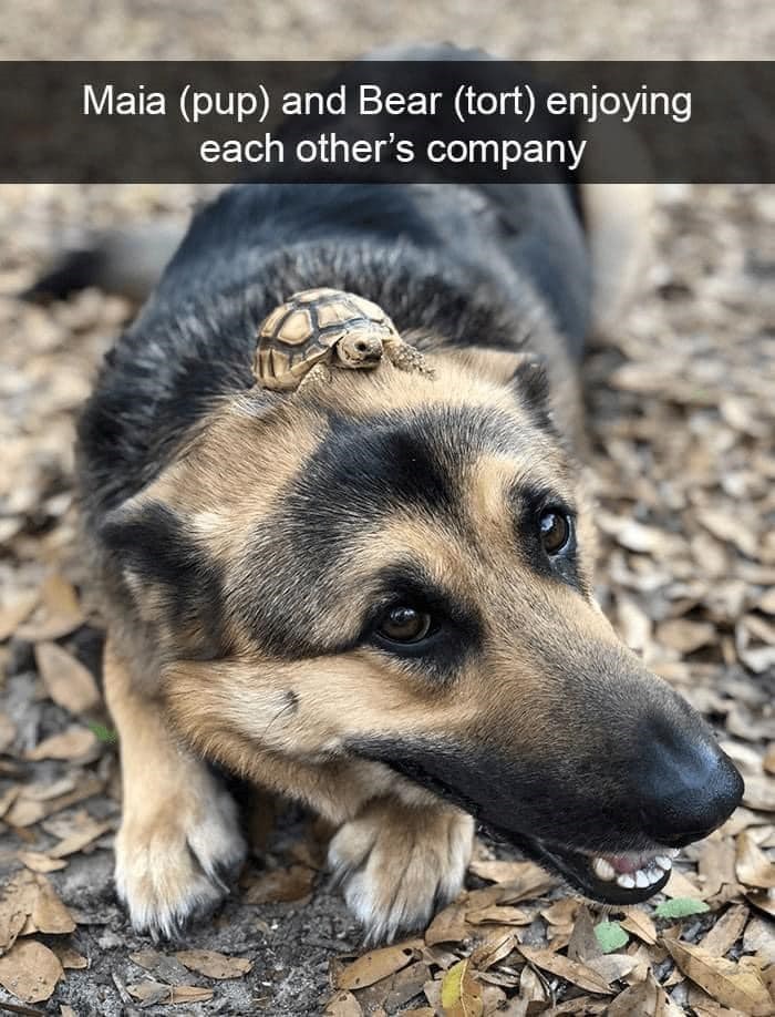 Maia (pup) and Bear (tort) enjoying each other's company