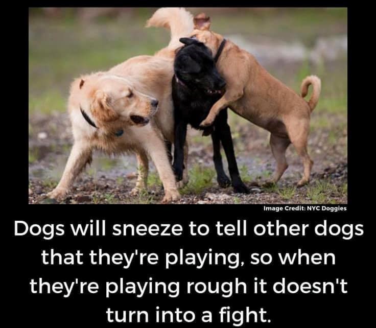 Image Credit: NYC Doggies Dogs will sneeze to tell other dogs that they're playing, so when they're playing rough it doesn't turn into a fight.